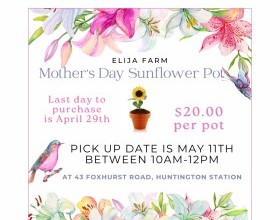 TPS Program Only - Mother's Day Sunflower Pot Sale