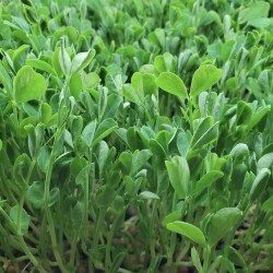 2025 Spring Microgreens