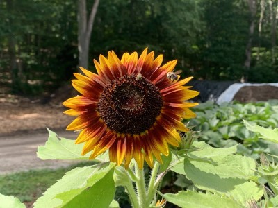 Farm Explorer Beginner Class