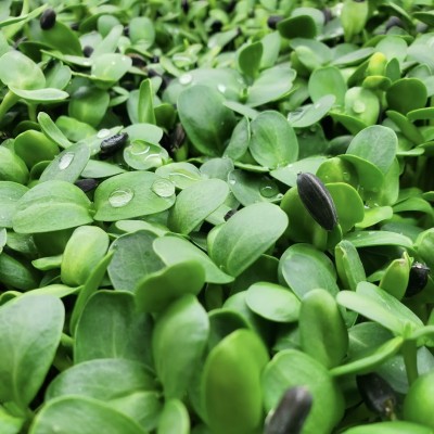 2025 Fall Microgreens Share